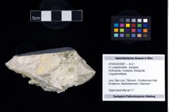 Foto (Objekt + Etikett) von cf. Longodromites  (NHMW-GEO-2016-0225-0001)